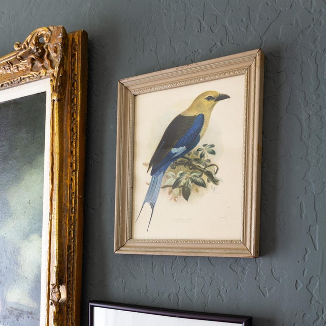 English Ornithological Bird Print Bluebellied Roller by Johannes Gerardus Keulemans For Sale - Image 3 of 9