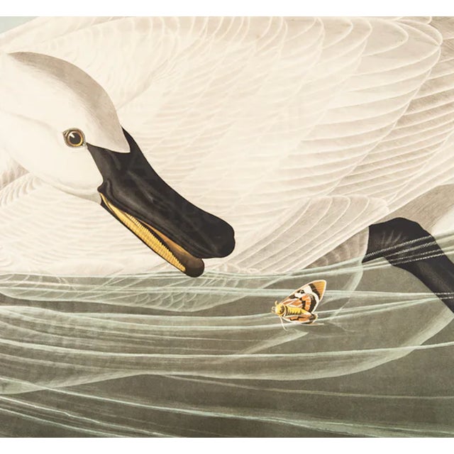 John James Audubon 1980s The Abbeville Press Edition of the Trumpeter Swan (Plate 406) From the Birds of America by John James Audubon For Sale - Image 4 of 5