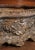 19th Century French Rococo Cast Iron Garden Jardinière With Weathered Patina For Sale In Dallas - Image 6 of 12