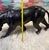 Animal Skin Vintage Black Panther For Sale - Image 7 of 7