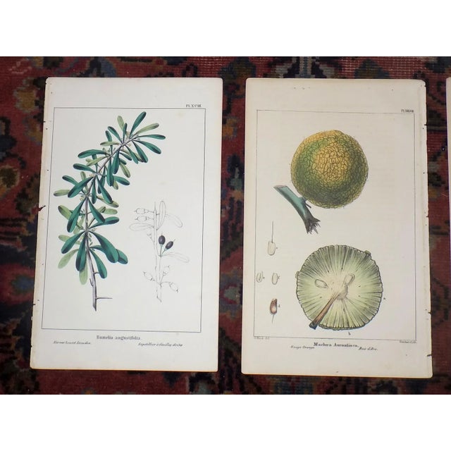 Antique 19th Century North AmericanTree Lithographs- Set of 7 For Sale - Image 4 of 8