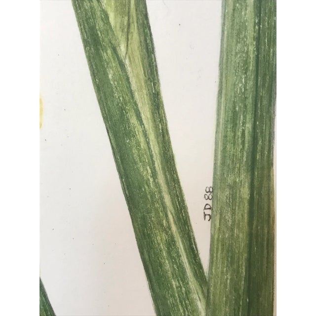 Vintage Original Watercolor Flowers Iris and Gladiolas Janet Delonga For Sale - Image 4 of 8