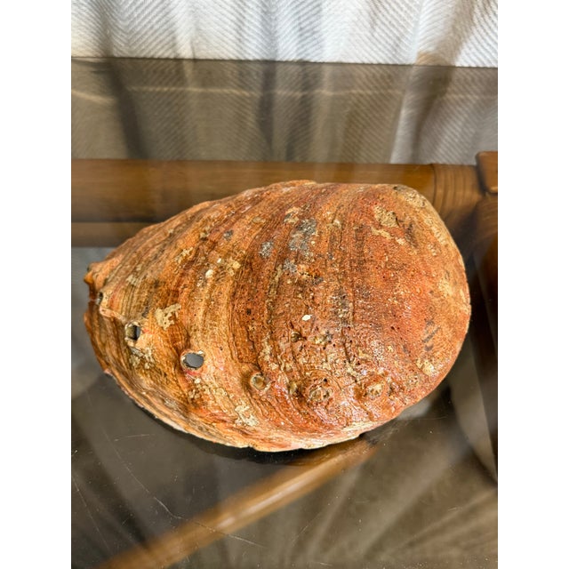 Red Abalone Shell For Sale - Image 4 of 4