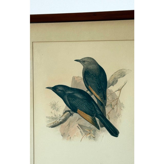 Original 19th Century John Gould & Henry Richter Hand-Colored Lithograph - Amydrus Tristrami For Sale In Portland, ME - Image 6 of 10