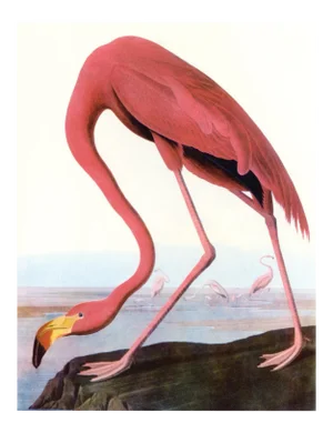 Audubon 22, Unframed Artwork