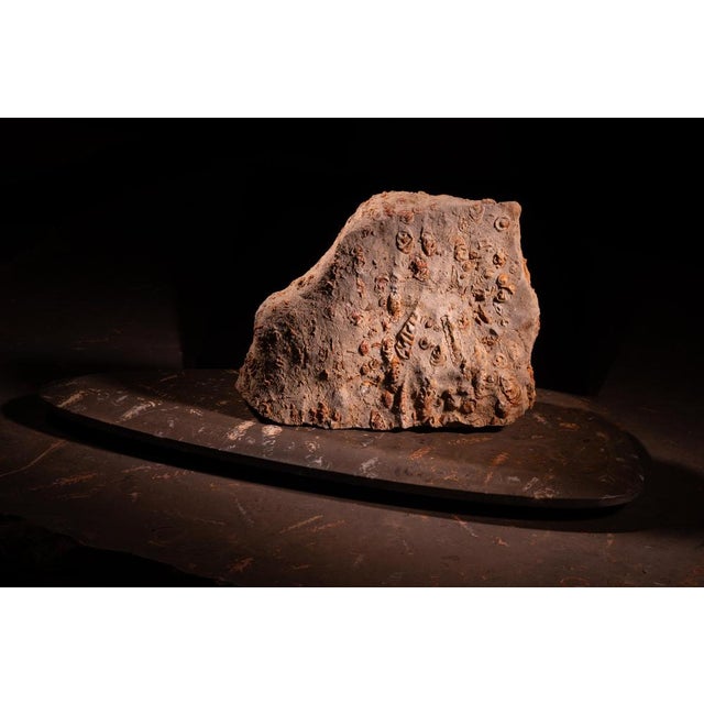 Rock Large Sculpture in Jurassic Natural Rock by Nerinea For Sale - Image 6 of 11