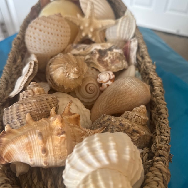 Shell Noah’s Ark Coastal Centerpiece: Woven Boat Basket Overfilled With Sea Shells For Sale - Image 7 of 11