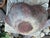 French French Terracotta Conch Seashell Planter For Sale - Image 3 of 9