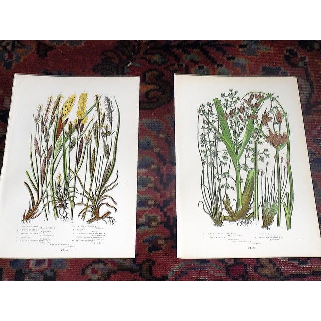 These twelve (12) antique 19th century botanical chromolithographs (each color laid in with a separate lithographic stone)...