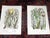 These twelve (12) antique 19th century botanical chromolithographs (each color laid in with a separate lithographic stone)...