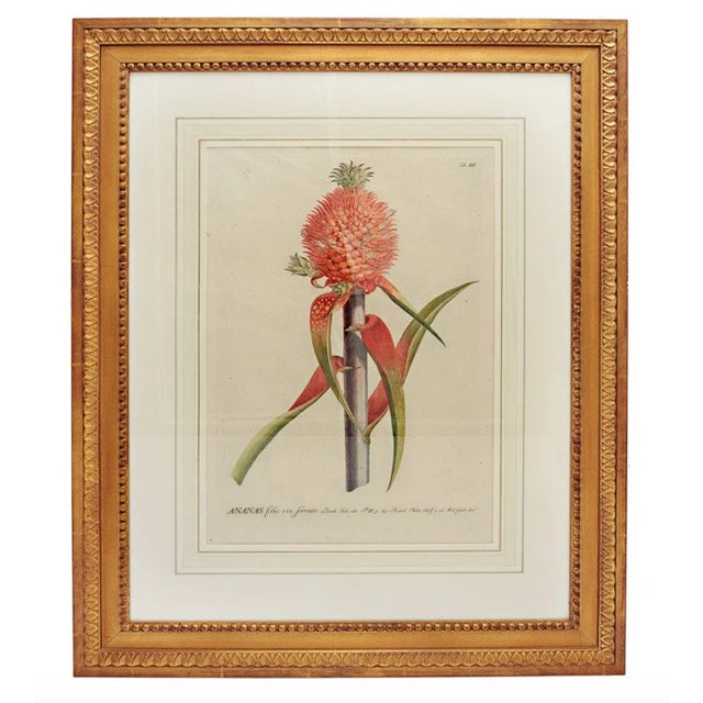 18th Century Botanical Print by George Dionysius Ehret For Sale In Nashville - Image 6 of 6