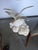Off-White Seagull Sculpture Cloud / Rock Base - Decorative Home Art - Resin. 4”. For Sale In Los Angeles - Image 6 of 6