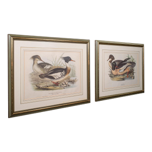 Pair of Antique Duck Pictures, Framed Wildlife Art Prints, Lithograph, Victorian