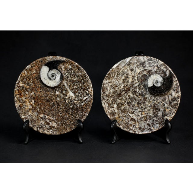 2020s Pair Ammonite Plates Natural Fossil 4.5" For Sale - Image 5 of 15