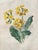 Vintage Framed Botanical Floral Illustrations - Set of 3 For Sale - Image 12 of 12