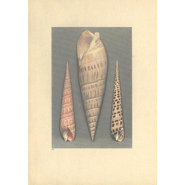 1930s 1935 Rare Set of 2 French Lithographs-Sea Shells For Sale - Image 5 of 5