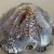 Murano Glass Bowl or Ashtray from Barovier and Toso, Italy, 1970s For Sale - Image 17 of 18