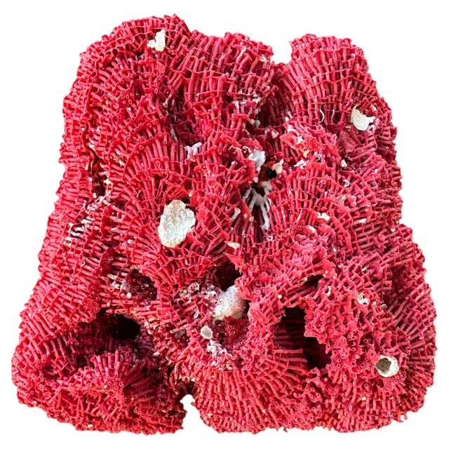 Large Red Coral Specimen, Organic Modern Style, 20th Century #6 | Chairish