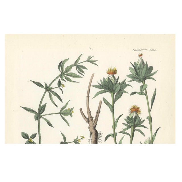 Calwer, Madder and Safflower, 1854, Print For Sale - Image 3 of 4