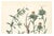 Calwer, Madder and Safflower, 1854, Print For Sale - Image 3 of 4