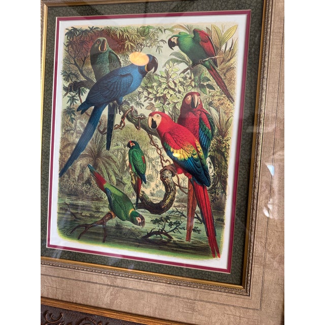 Vintage Tropical Birds III Framed Lithograph Print by Cassell For Sale - Image 4 of 7