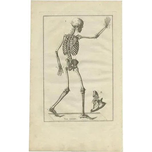 Eustachi, Anatomy Illustration of the Human Skeleton, 1798, Print For Sale - Image 6 of 6