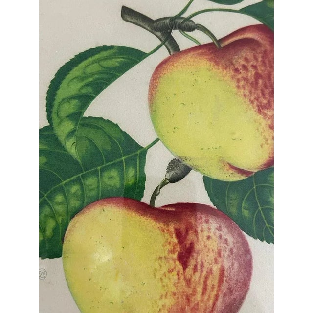 Zoltan Lucas, Fruits, 1910s, Lithographs, Set of 2 For Sale - Image 9 of 12