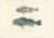 Antique Print of Bluebanded Hawkfish and Ornamented Scorpionfish, 1846 This vibrant hand-colored lithograph features two...