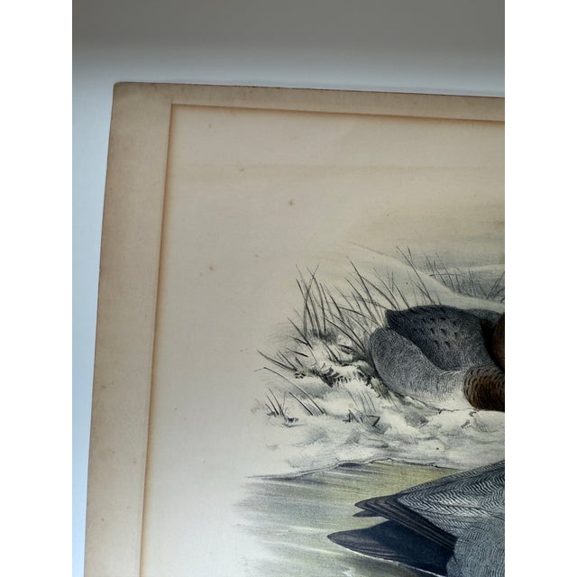 Mid 19th Century 1860s Hand-Colored Duck Lithograph From John Gould’s “Birds of Great Britain” For Sale - Image 5 of 9