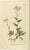 Set of two antique botany prints. It shows the Alpine Wall-Cress and Atamasco Lily. These prints originate from 'The...