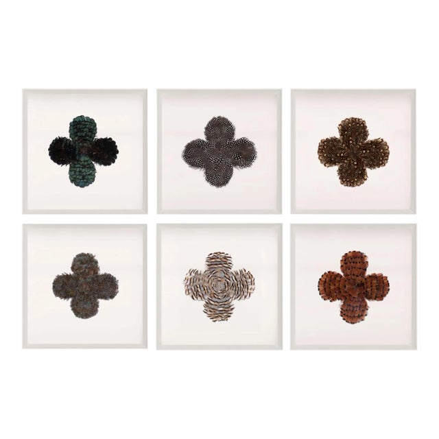 Victoria Mounted Feathers, Set Of 6, Framed Artwork For Sale