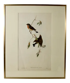 John Gould (1804-1881), Erythrosterna Parva, Hand Colored Lithograph, 1862-1873