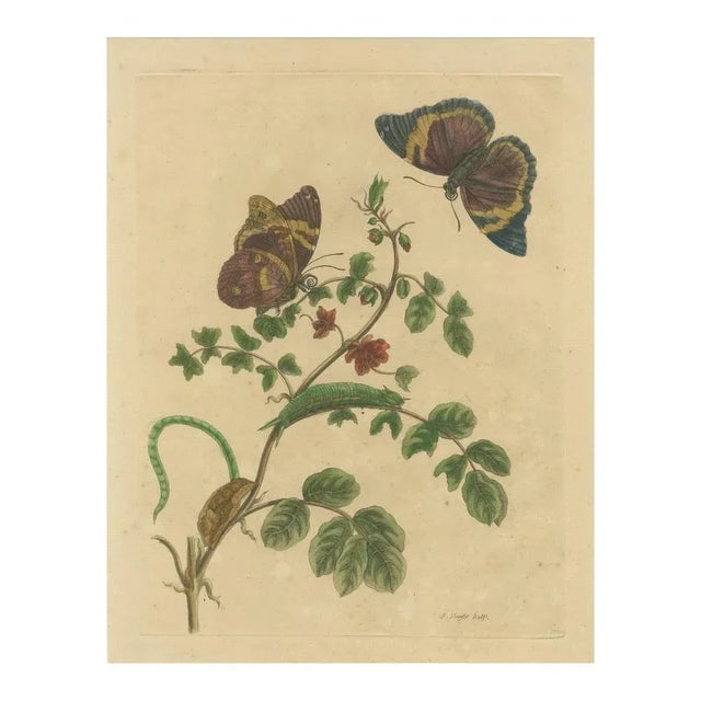 Metamorphosis of Surinamese Insects, 1705, Paper For Sale - Image 6 of 7