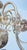 Beautiful chandelier made of polished brass in gold color. The top is decorated with an eagle. The chandelier is for eight...