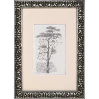 Antique English Pencil Drawing of a Tree Titled "Scotch Pines" C.1900 For Sale