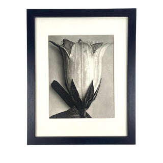 Framed Antique Botanical Blossfeldt Print - No. 45 For Sale