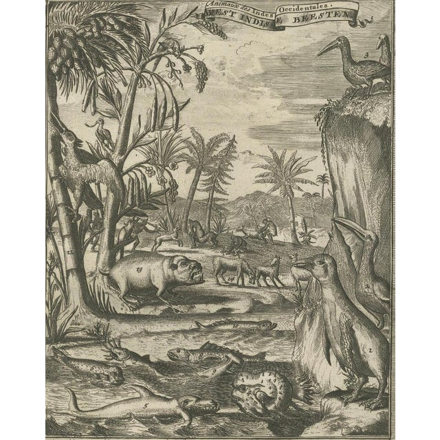 R. De Hooghe, Fauna of the West Indies, 1708, Print For Sale - Image 6 of 7
