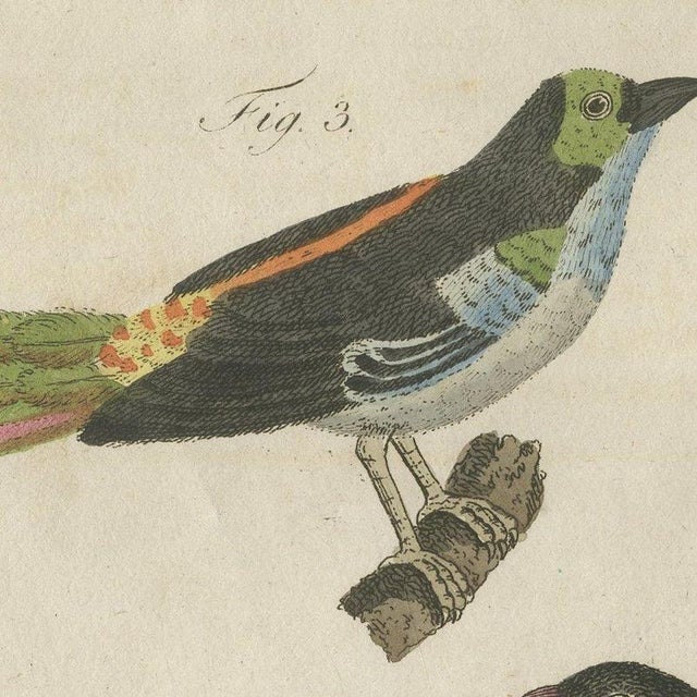 Bertuch, Tanagers and Java Sparrow Songbirds, 1805, Print For Sale - Image 9 of 12
