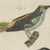 Bertuch, Tanagers and Java Sparrow Songbirds, 1805, Print For Sale - Image 9 of 12