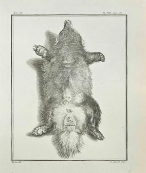 Louis Legrand, Anatomy of Animals, Etching, 1771