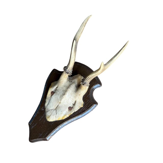 1930s 1930s Roe Deer Trophy 144, Black Forest Antlers For Sale - Image 5 of 5