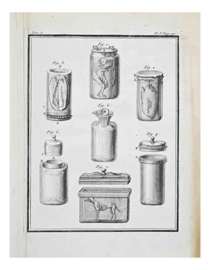 Jacques de Seve, Anatomical Studies, Etching, 1771