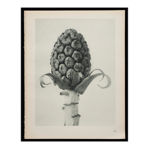 Original Karl Blossfeldt Photogravure Botanical Print