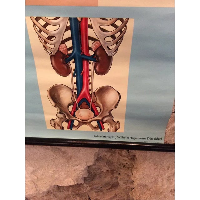 Mid-Century Modern School Metabolism Poster from Hagemann Düsseldorf, 1950s For Sale - Image 3 of 5