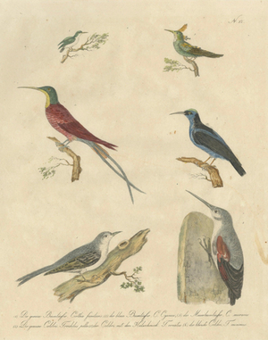 Karl Joseph Brodtmann, Hummingbirds & Treecreepers, 1816, Lithograph