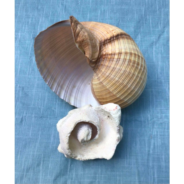 Shell Natural History Collectors Large Bahamian Sea Shell Specimens For Sale - Image 7 of 12