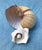 Shell Natural History Collectors Large Bahamian Sea Shell Specimens For Sale - Image 7 of 12