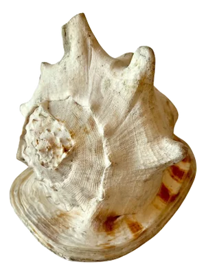 Large Decorative Conch Shell