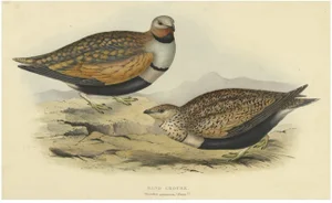 John Gould, Sand Grouse, 1832, Paper