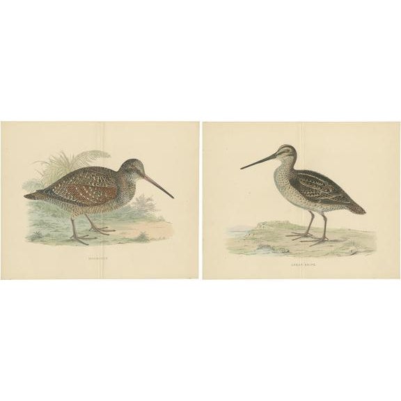 Beverly Robinson Morris, Illustrations of a Woodcock and Great Snipe with Centre Fold, Prints, Set of 2 For Sale - Image 6 of 6
